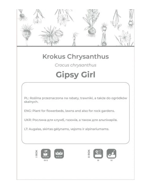 Zdjęcie: Krokus Gipsy Girl żółto-brązowy 5 sztuk W.LEGUTKO