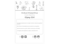 Zdjęcie: Krokus Gipsy Girl żółto-brązowy 5 sztuk W.LEGUTKO