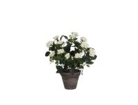 Zdjęcie: Róża biała w ceramicznej doniczce 11,5 cm - 33x25 cm DIRECT HG