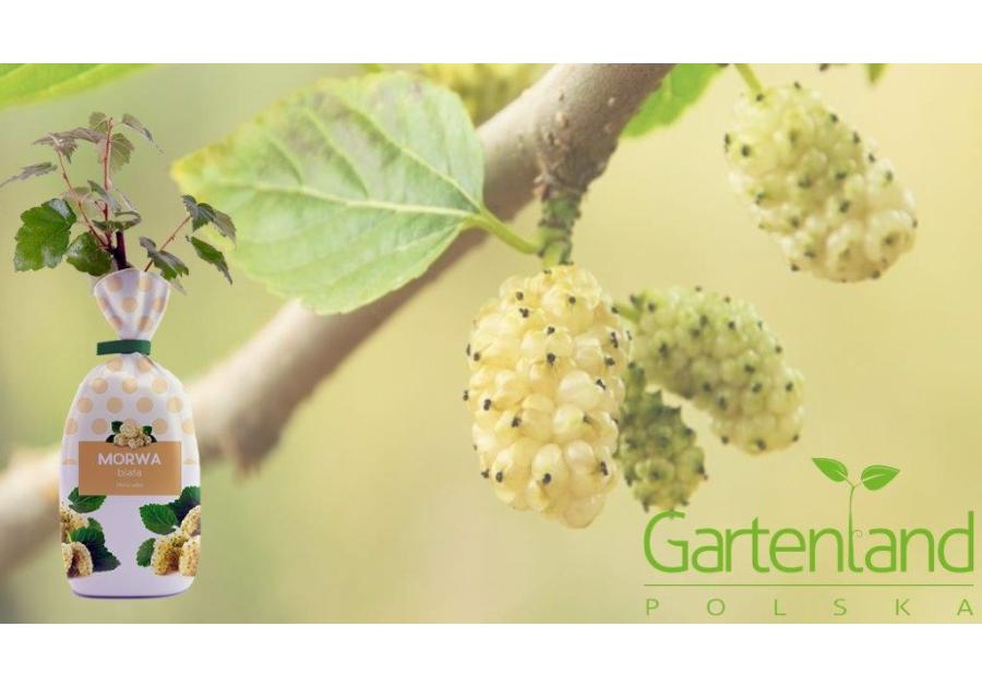 Zdjęcie: Morwa biała GARTENLAND