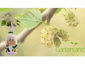 Morwa biała GARTENLAND