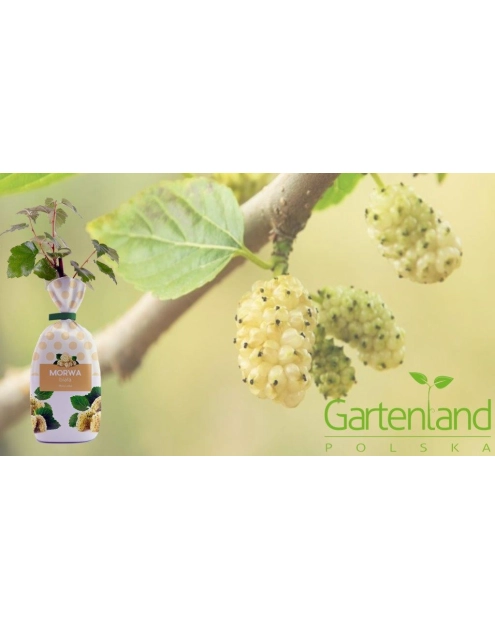 Zdjęcie: Morwa biała GARTENLAND