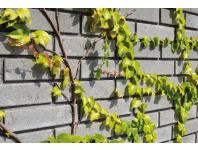 Zdjęcie: Bloczek B-1 żużlobetonowy BETARD