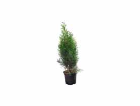 Żywotnik zachodni Thuja occidentalis Smaragd CYGANEK