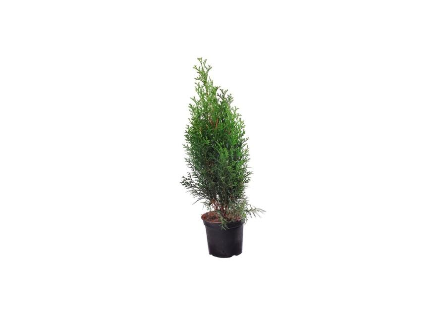 Zdjęcie: Żywotnik zachodni Thuja occidentalis Smaragd CYGANEK
