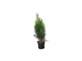 Żywotnik zachodni Thuja occidentalis Smaragd CYGANEK