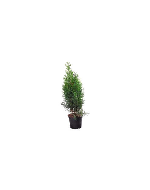Zdjęcie: Żywotnik zachodni Thuja occidentalis Smaragd CYGANEK