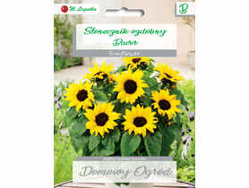 Słonecznik ozdobny Baver W.LEGUTKO