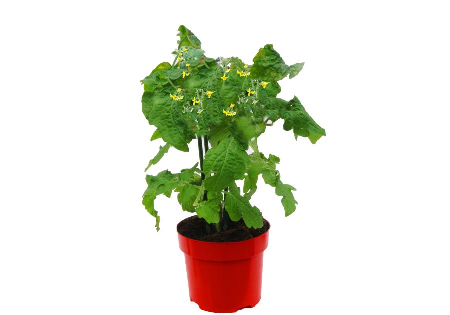Zdjęcie: Pomidor sadzonka fioletowy 4 FLOWER