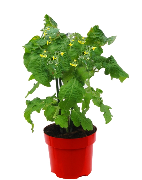 Zdjęcie: Pomidor sadzonka fioletowy 4 FLOWER