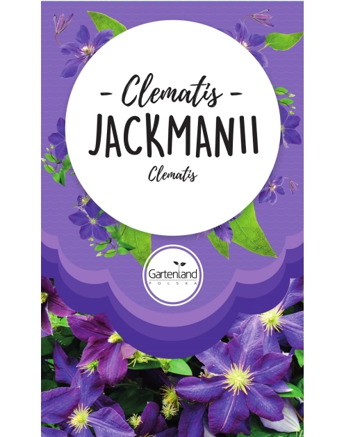 Zdjęcie: Clematis fioletowy Jackmanii GATTENLAND