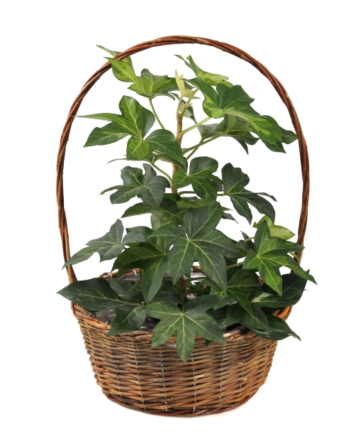 Zdjęcie: Koszyk z uchwytem HC08238.M TIN TOURS