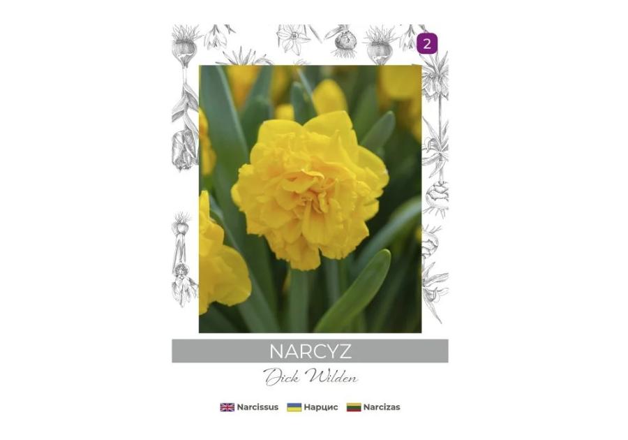 Zdjęcie: Narcyz Dick Wilden żółty 3 sztuki W.LEGUTKO