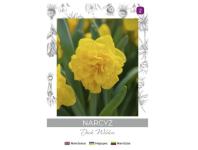 Zdjęcie: Narcyz Dick Wilden żółty 3 sztuki W.LEGUTKO