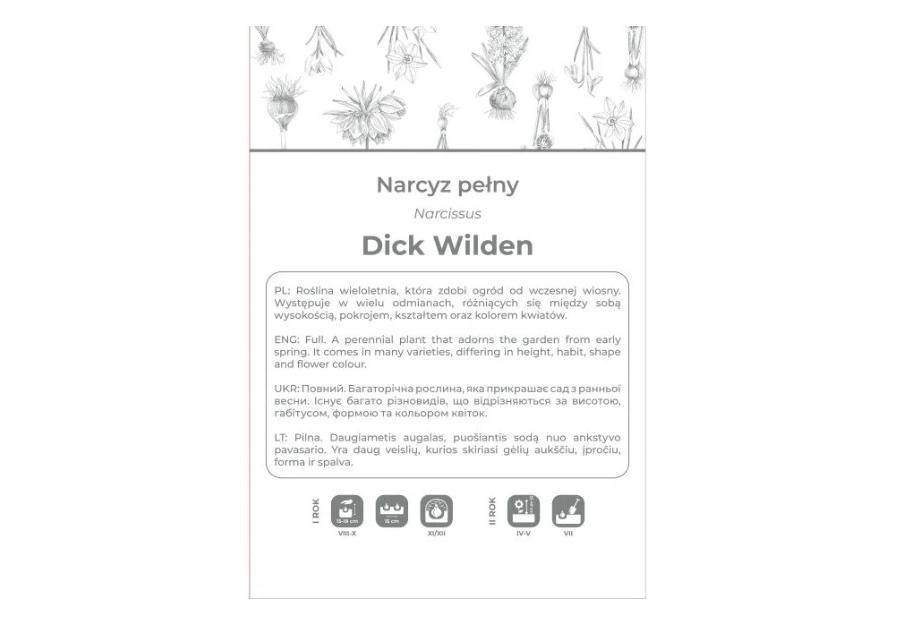 Zdjęcie: Narcyz Dick Wilden żółty 3 sztuki W.LEGUTKO