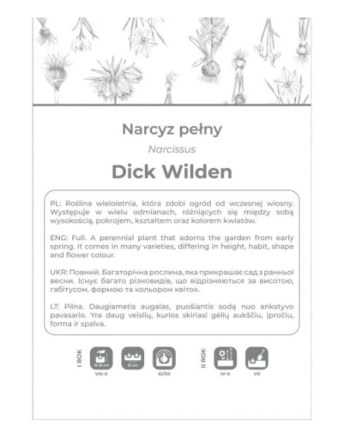 Zdjęcie: Narcyz Dick Wilden żółty 3 sztuki W.LEGUTKO