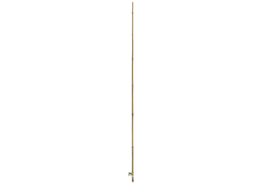Zdjęcie: Tyczka bambusowa naturalna Bamboo fi6-8 mm x 0,6 m, naturalny NORTENE