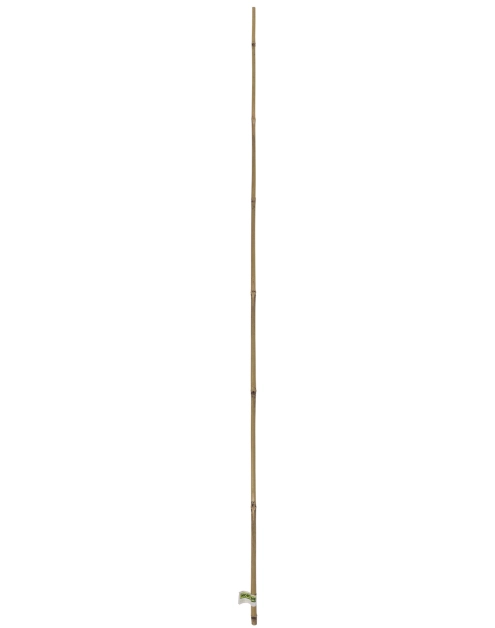 Zdjęcie: Tyczka bambusowa naturalna Bamboo fi6-8 mm x 0,6 m, naturalny NORTENE