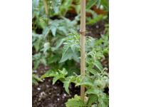 Zdjęcie: Tyczka bambusowa naturalna Bamboo fi6-8 mm x 0,6 m, naturalny NORTENE