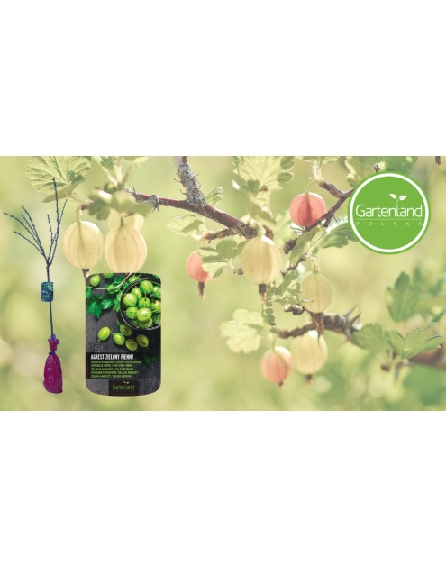 Zdjęcie: Agrest zielony biały na pniu GARTENLAND