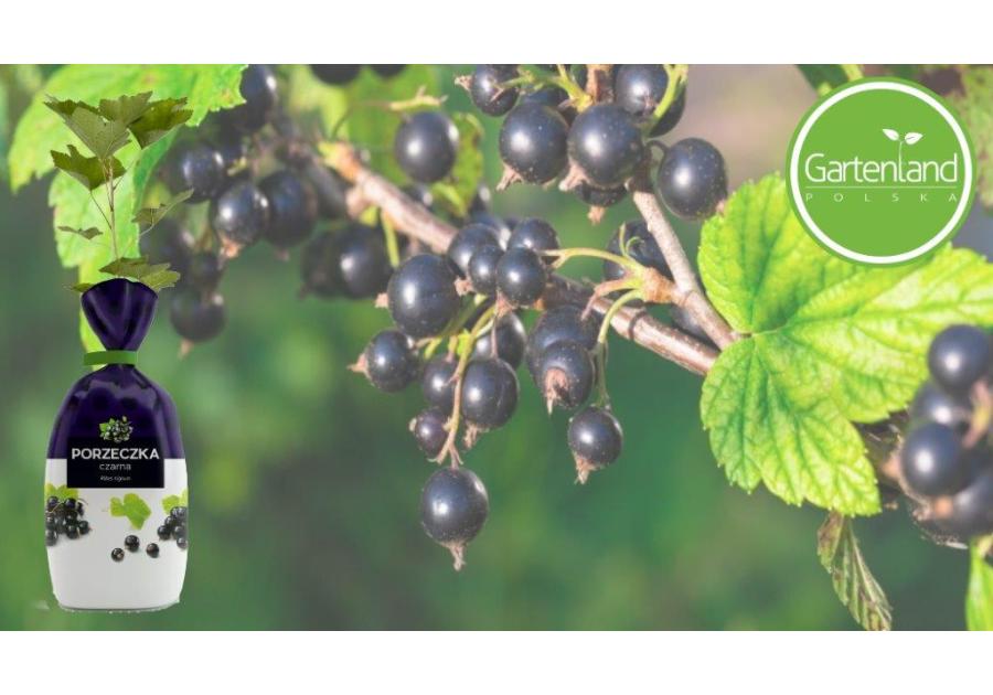 Zdjęcie: Porzeczka czarna GARTENLAND