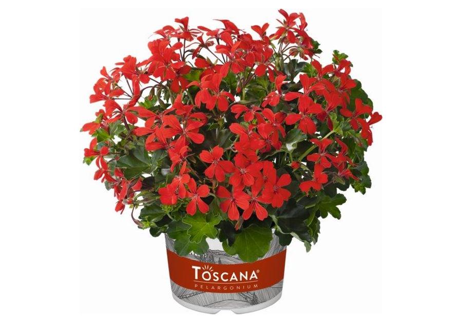 Zdjęcie: Pelargonia kaskadowa CYGANEK