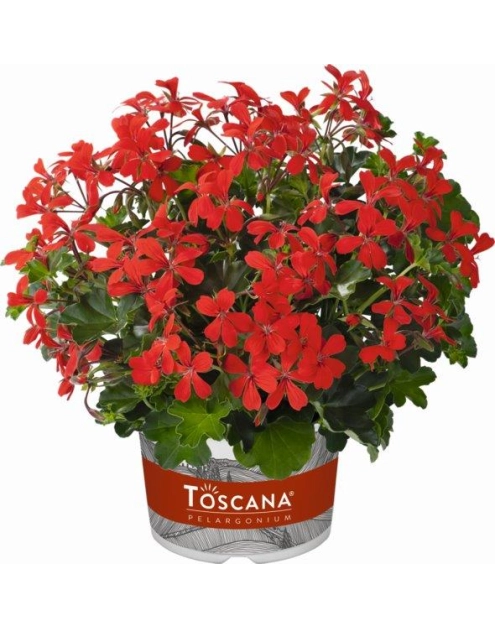 Zdjęcie: Pelargonia kaskadowa CYGANEK