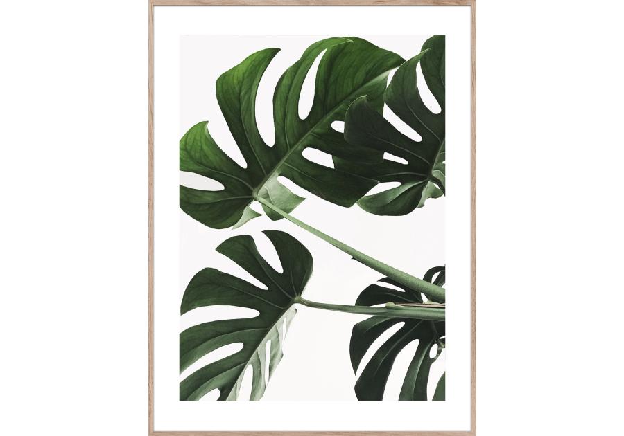 Zdjęcie: Obraz Artbox Digi 50x70 cm Ab059 Monstera STYLER