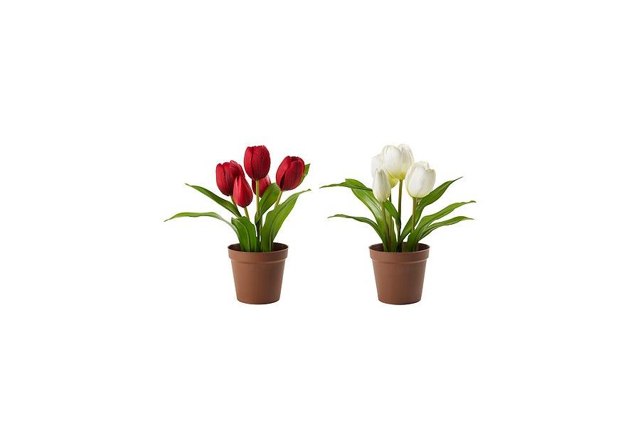 Zdjęcie: Tulipan doniczkowy 7x7 cm CYGANEK
