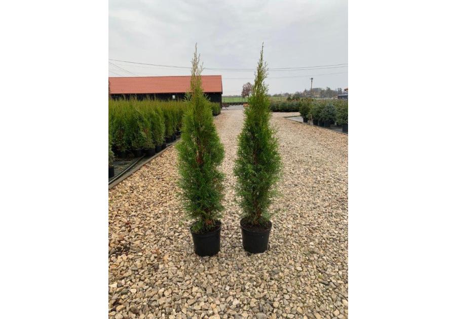 Zdjęcie: Thuja Szmaragd 5 L CYGANEK