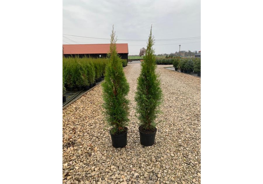 Zdjęcie: Thuja Szmaragd 5 L CYGANEK