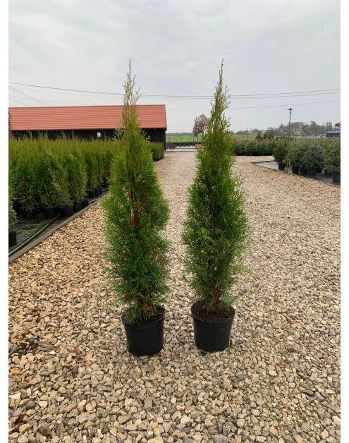 Zdjęcie: Thuja Szmaragd 5 L CYGANEK