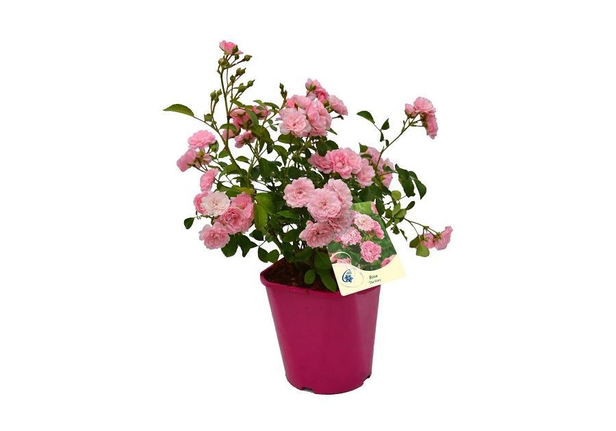 Zdjęcie: Róża okrywowa C2 CLEMATIS