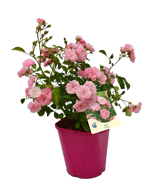 Zdjęcie: Róża okrywowa C2 CLEMATIS