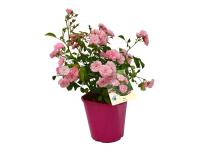 Zdjęcie: Róża okrywowa C2 CLEMATIS