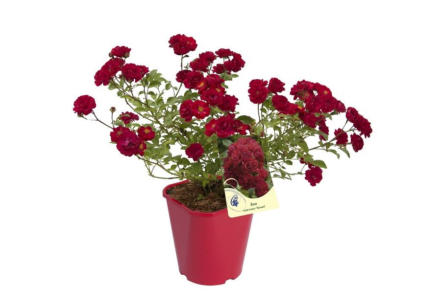 Zdjęcie: Róża okrywowa C2 CLEMATIS