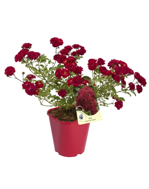 Zdjęcie: Róża okrywowa C2 CLEMATIS