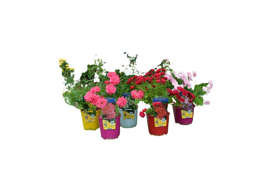 Zdjęcie: Róża okrywowa C2 CLEMATIS