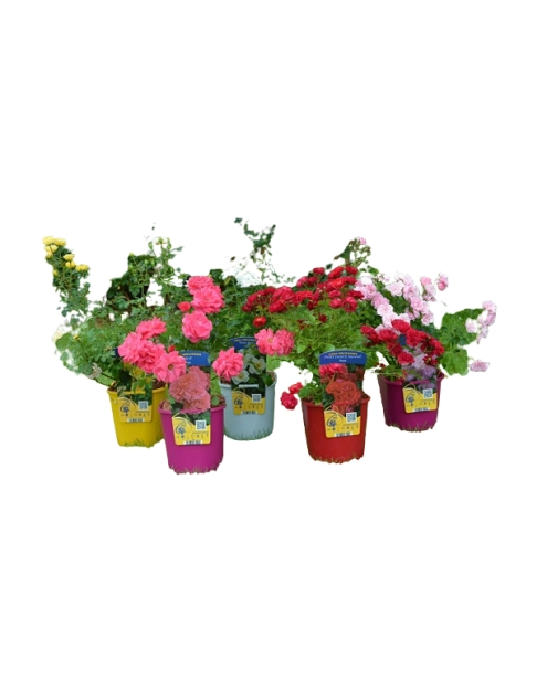 Zdjęcie: Róża okrywowa C2 CLEMATIS