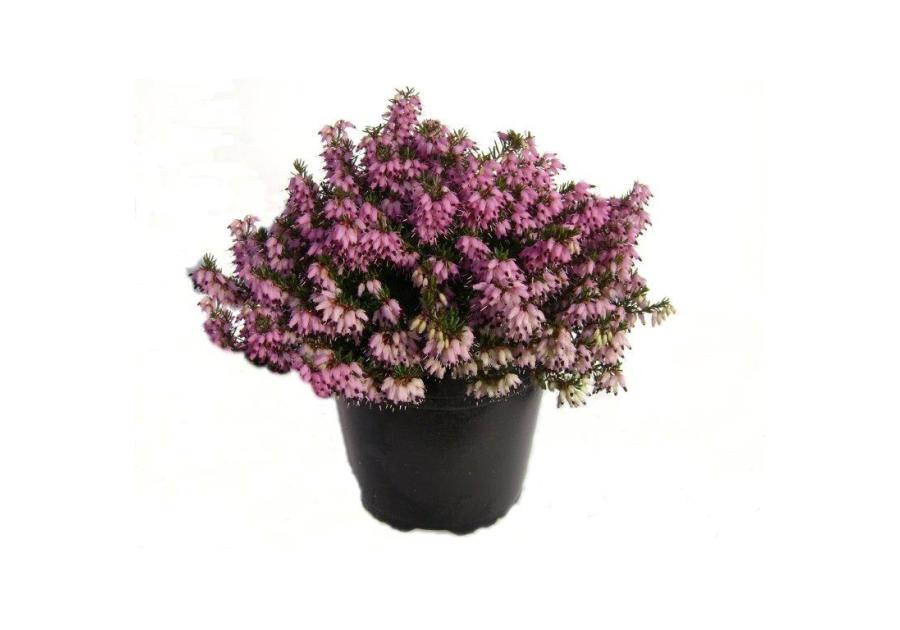 Zdjęcie: Wrzosiec wiosenny 11 cm CYGANEK