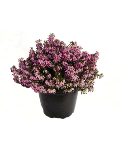 Zdjęcie: Wrzosiec wiosenny 11 cm CYGANEK