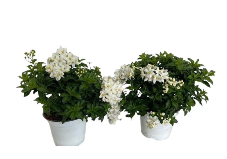 Zdjęcie: Roślina Solanum 14 cm KAMA