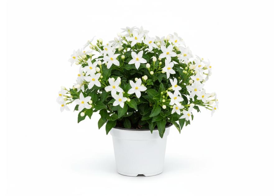 Zdjęcie: Roślina Solanum 14 cm KAMA