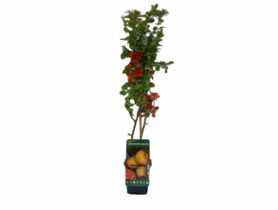 Pigwowiec P9 CLEMATIS