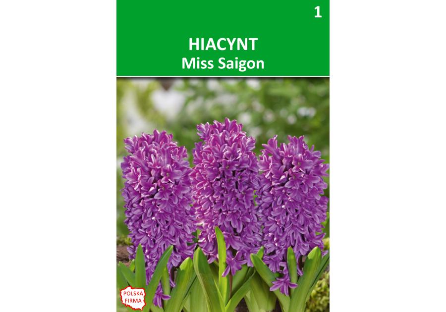 Zdjęcie: Hiacynt Hyacinthus orientalis fioletowopurpurowy W.LEGUTKO