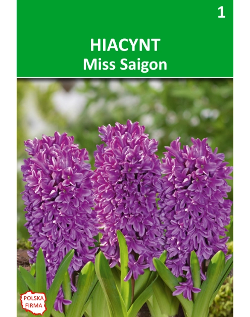 Zdjęcie: Hiacynt Hyacinthus orientalis fioletowopurpurowy W.LEGUTKO