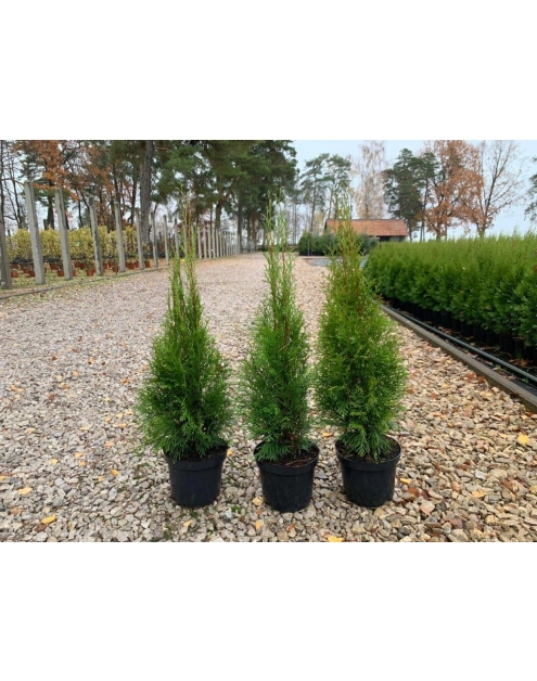 Zdjęcie: Thuja Szmaragd 3 L CYGANEK