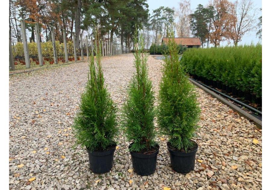 Zdjęcie: Thuja Szmaragd 3 L CYGANEK