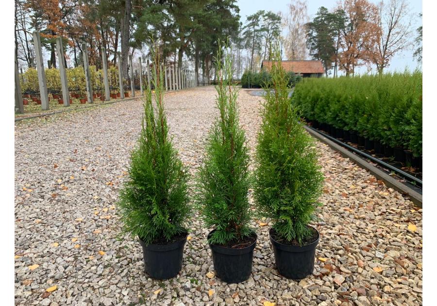 Zdjęcie: Thuja Szmaragd 3 L CYGANEK