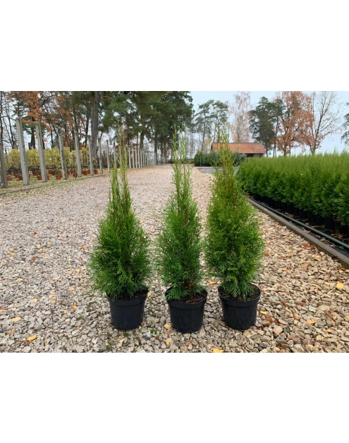 Zdjęcie: Thuja Szmaragd 3 L CYGANEK